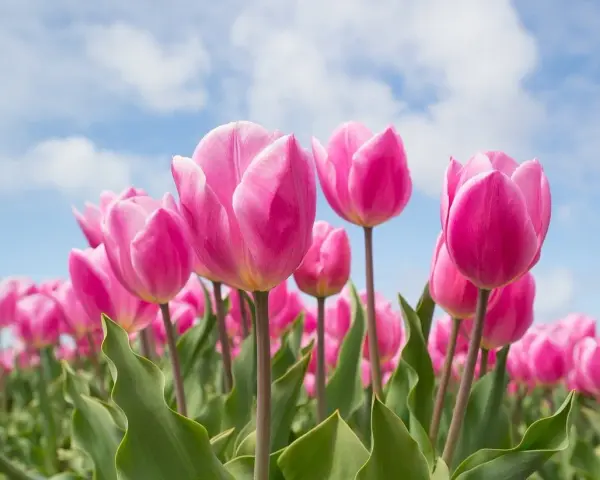 Pole różowych tulipanów pod błękitnym niebem. Różowe tulipany symbolizują troskę i uczucia, a ich tulipan znaczenie jest piękne.