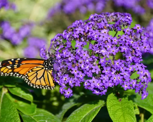 Motyl monarcha na fioletowych kompozycjach kwiatowych z heliotropem.