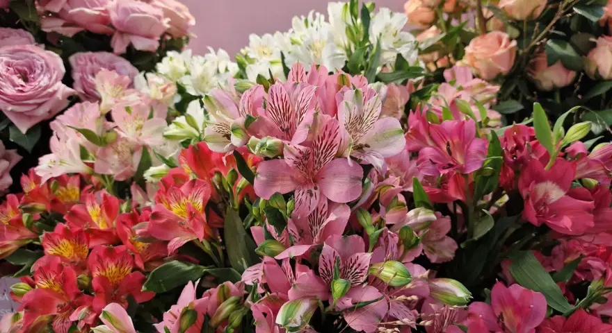 Kolorowy bukiet alstroemeria w wazonie, z różowymi, białymi i czerwonymi kwiatami, tworzy radosną kompozycję.