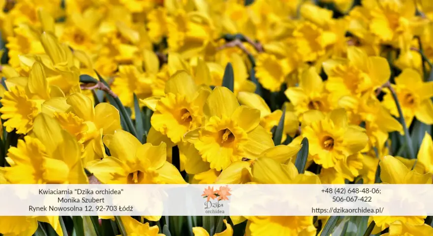Wiosenny bukiet żółtych żonkili i narcyzów. Kwiaty z kwiaciarni "Dzika orchidea" w Łodzi.