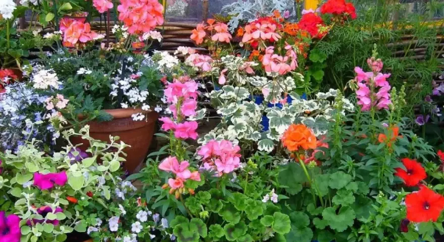 Kolorowe kwiaty do donic na taras: pelargonie, petunie i lobelie tworzą barwną kompozycję.