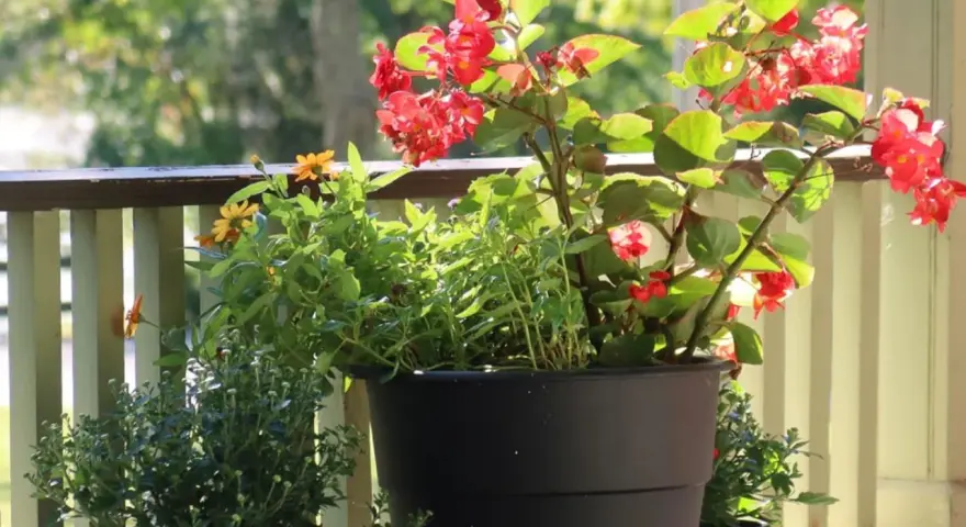 Piękne czerwone kwiaty na balkon, w donicy obok żółtych i zielonych roślin. Słońce pięknie oświetla kompozycję.