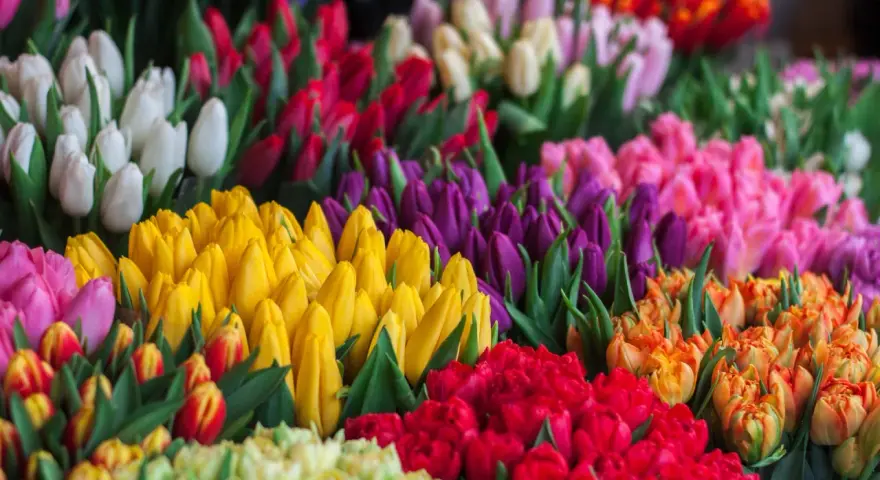 Fioletowe tulipany znaczenie: symbolizują królewskość, szacunek i podziw. Wiele kolorów kwiatów tworzy barwny bukiet.