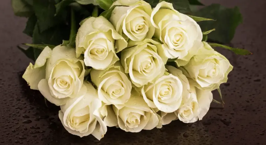 Białe róże, kwiaty symbolizujące miłość, z kroplami rosy na płatkach, ułożone na ciemnym, błyszczącym tle.