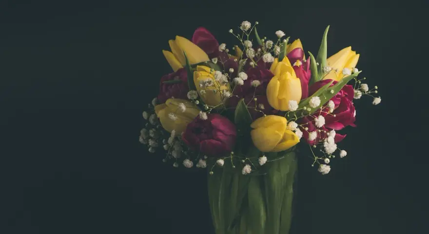 Bukiet żółtych i bordowych tulipanów z gipsówką. Idealny pomysł, z czym łączyć tulipany w bukiecie, by stworzyć wiosenną kompozycję.
