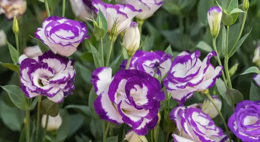 Urocza eustoma w doniczce, z fioletowo-białymi płatkami, tworzy bujną kompozycję.