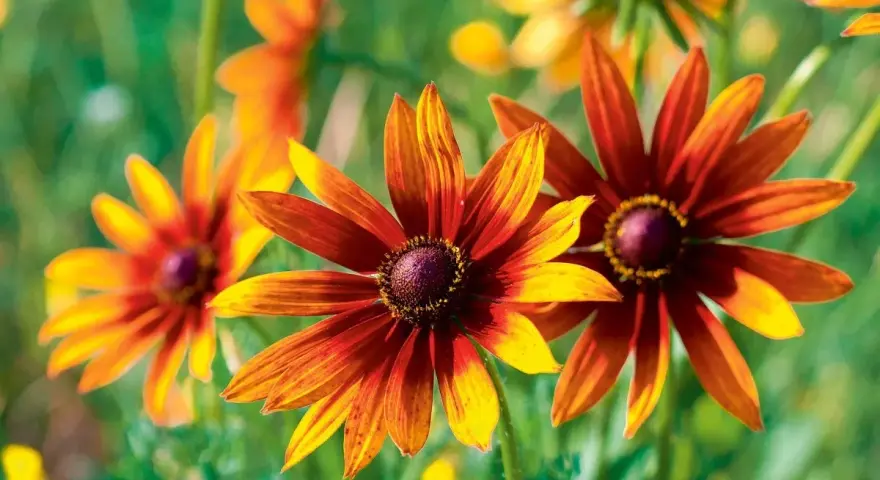 Rudbekie w odcieniach brązu i żółci, piękne kwiaty kwitnące w sierpniu, rozświetlają ogród.