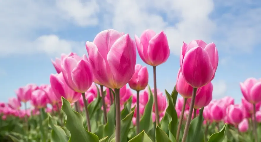 Pole różowych tulipanów pod błękitnym niebem. Różowe tulipany symbolizują troskę i uczucia, a ich tulipan znaczenie jest piękne.