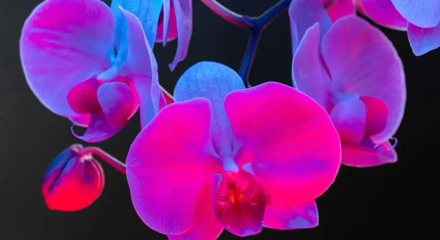 Różowe i fioletowe orchidee, których symbolika jest bogata, rozkwitają w blasku neonów.