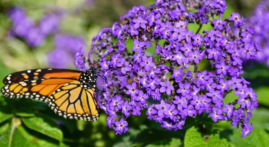 Motyl monarcha na fioletowych kompozycjach kwiatowych z heliotropem.