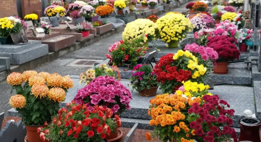 Kolorowe chryzantemy, idealne kwiaty na cmentarz zimą, zdobią nagrobki.