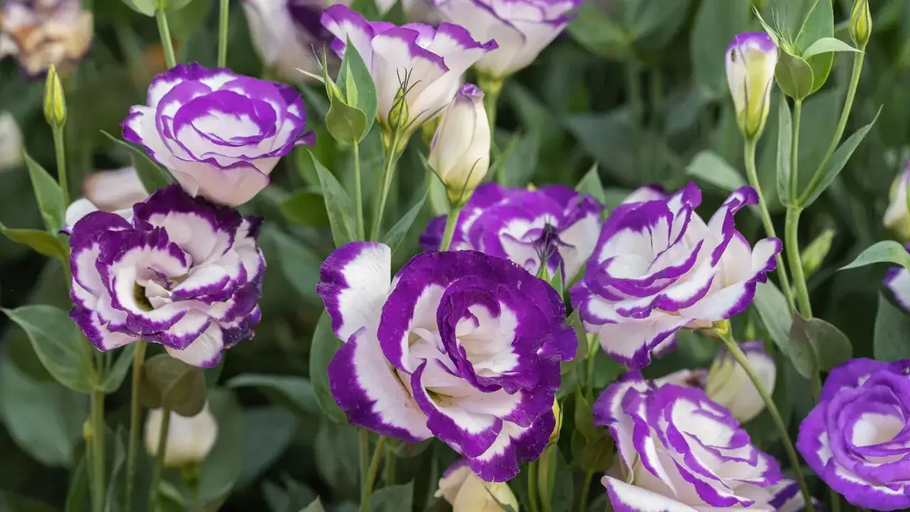 Eustoma w doniczce, z fioletowo-białymi płatkami, tworzy bukiet pełen wdzięku.