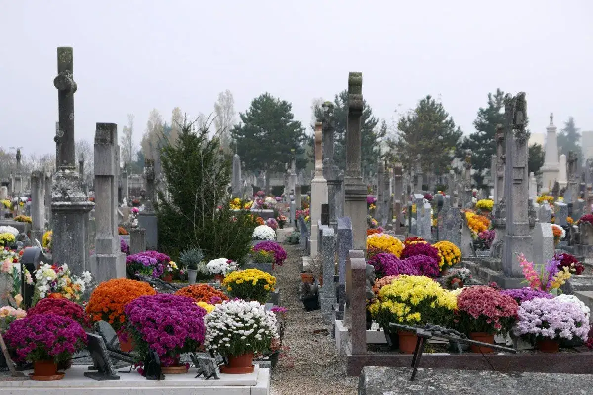 Kolorowe chryzantemy zdobią nagrobki, tworząc barwny widok. To popularne jakie kwiaty na cmentarz zimą, dodające życia ponurej scenerii.