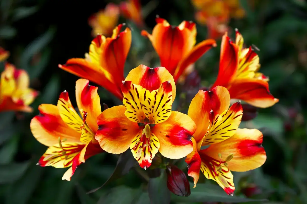 Płomienne kwiaty alstroemeria w odcieniach żółci, pomarańczu i czerwieni, z charakterystycznymi czarnymi prążkami.