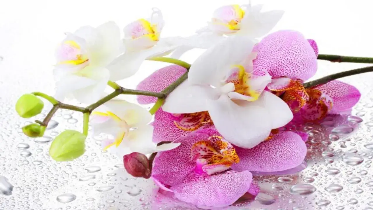 Białe i różowe orchidee na mokrej powierzchni. Symbolika orchidei: piękno, miłość, siła.