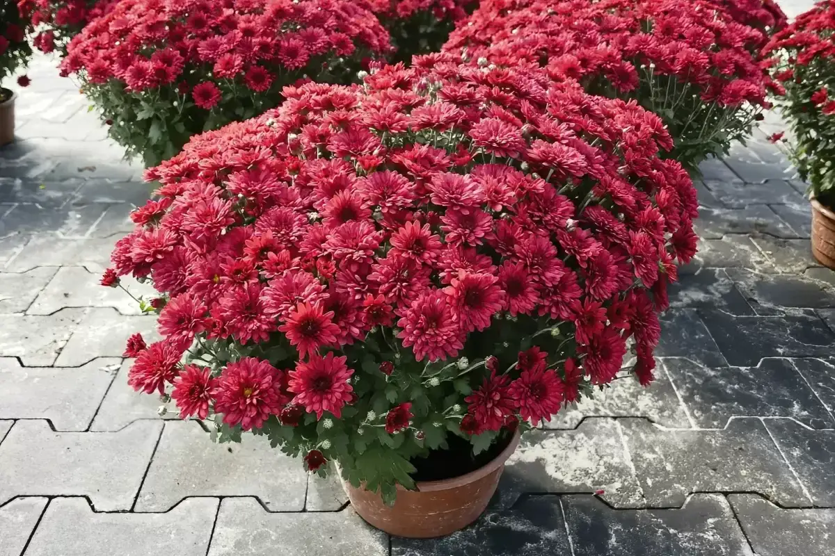 Kaskada czerwonych chryzantem w doniczkach. Ich bogactwo symbolizuje radość i długie życie, a ich znaczenie w kulturze jest głębokie.