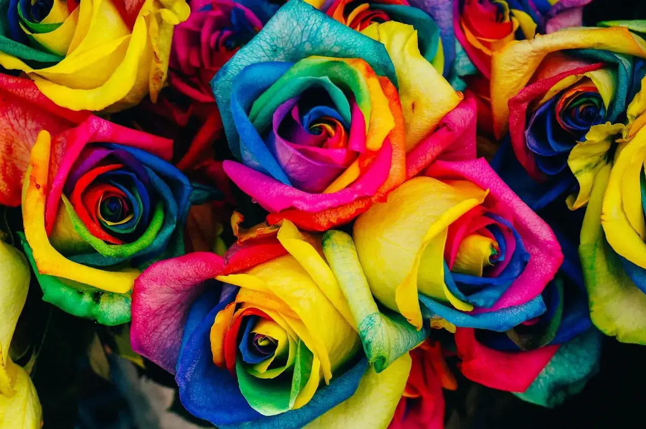 Tęczowe róże symbolizują radość i różnorodność. Każdy z tych kwiatów to feeria barw, od żółci po błękit, co podkreśla ich unikalne kolory kwiatów znaczenie.