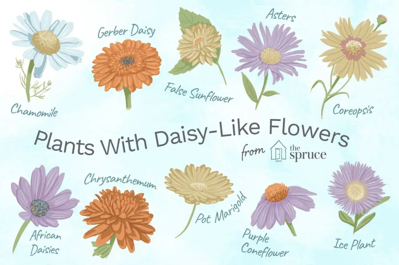Ilustracja przedstawia różne kwiaty podobne do margaretek: rumianek, gerberę, astry, kosmosy, chryzantemy, afrykańskie stokrotki, pot marigold, purple coneflower i ice plant.