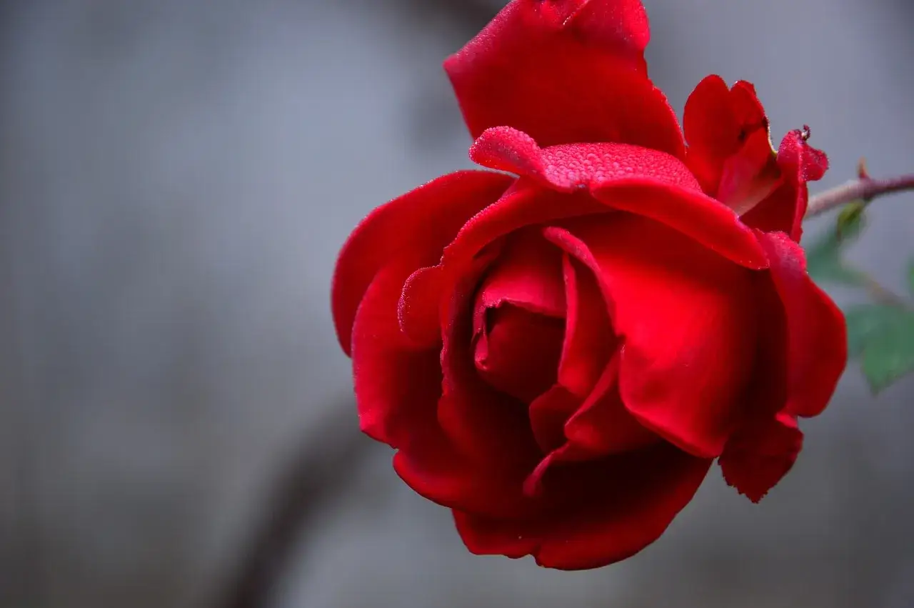 Bordowa róża znaczenie: symbolizuje głęboką miłość i namiętność. Delikatne kropelki rosy na płatkach dodają jej uroku.