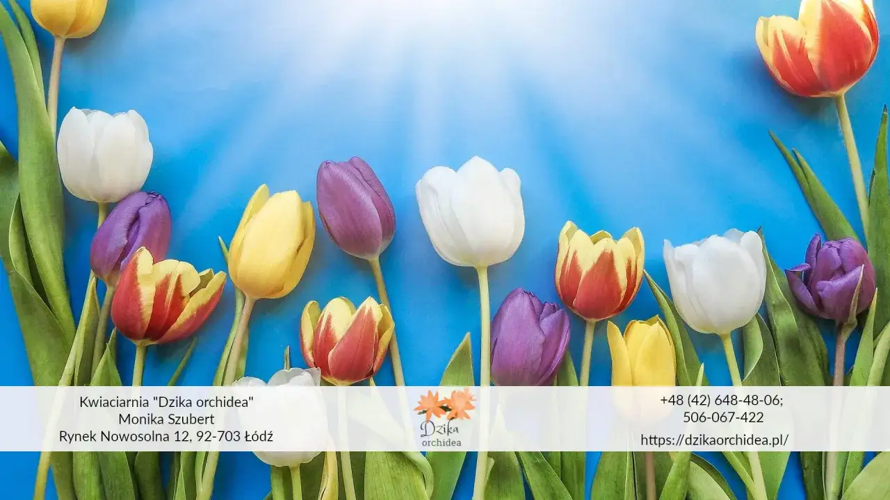 Kolorowe tulipany na niebieskim tle. Różne barwy kwiatów symbolizują bogactwo znaczeń, jakie niesie tulipan.